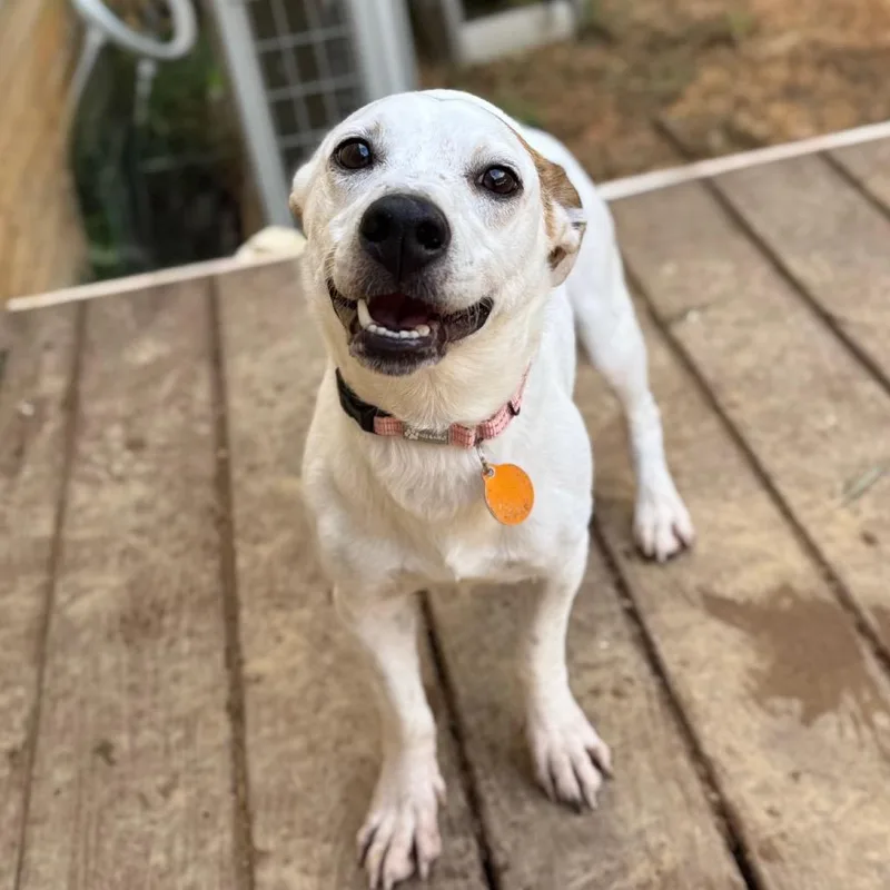 An adult medium-sized male Jack Russell Terrier dog named Bruce for adoption in Fredericksburg, VA