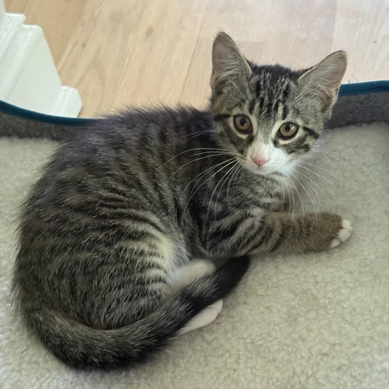 A baby small-sized female Brown / Chocolate Domestic Short Hair cat named Katie for adoption in Philadelphia, PA