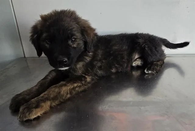 A baby small-sized male Cane Corso dog named Bear for adoption in Lancaster, CA