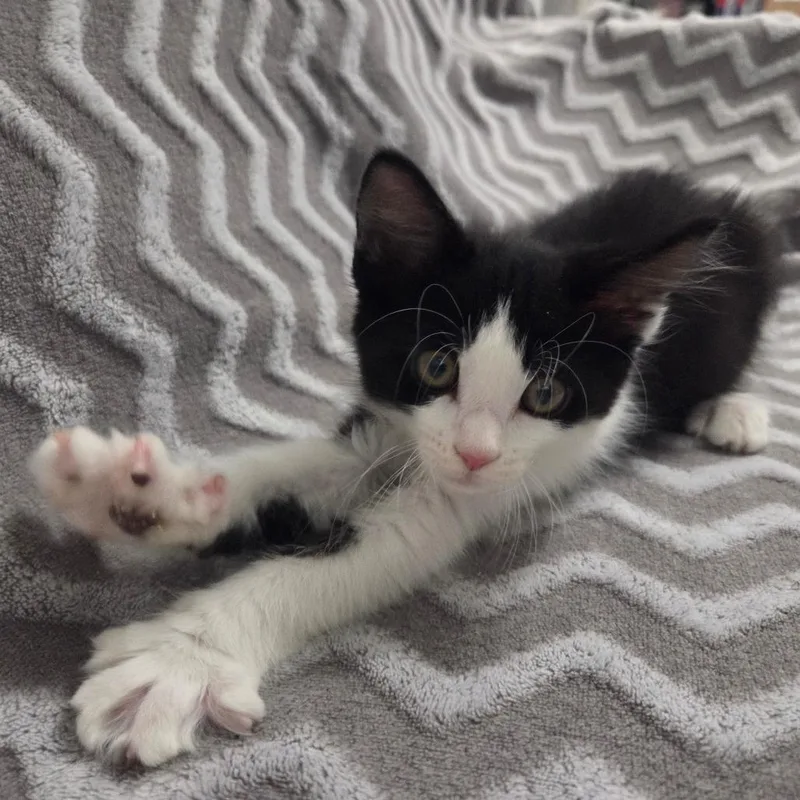 A baby small-sized male Black Domestic Short Hair cat named Harlem for adoption in Brea, CA