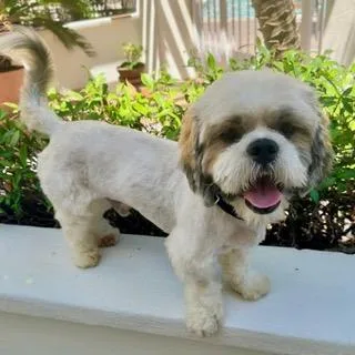A young small-sized male Lhasa Apso dog named Finneas for adoption in Santa Monica, CA