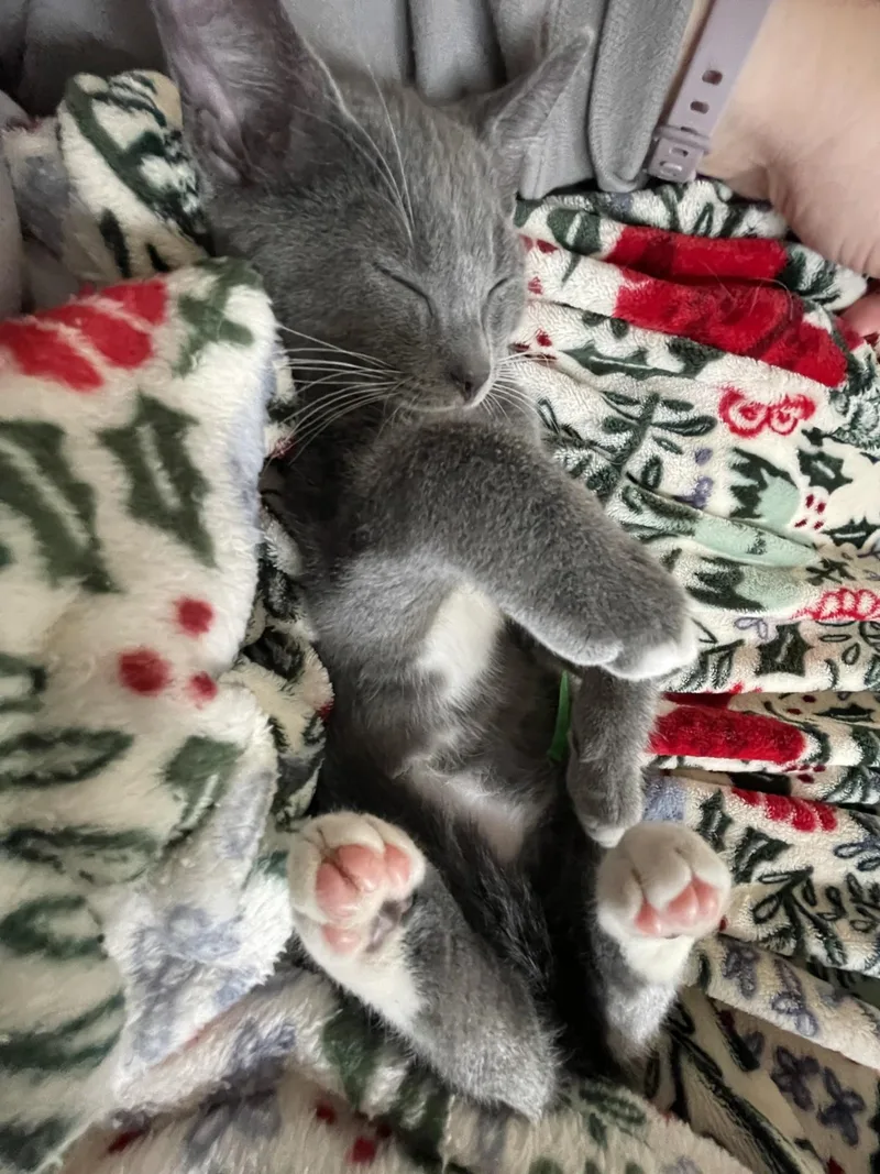 A baby small-sized male Gray & White Domestic Short Hair cat named Grizz for adoption in Silverton, OR