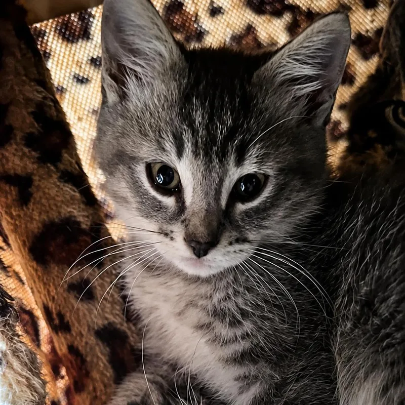 A baby small-sized male Gray / Blue / Silver Domestic Short Hair cat named A TCup for adoption in Centralia, WA