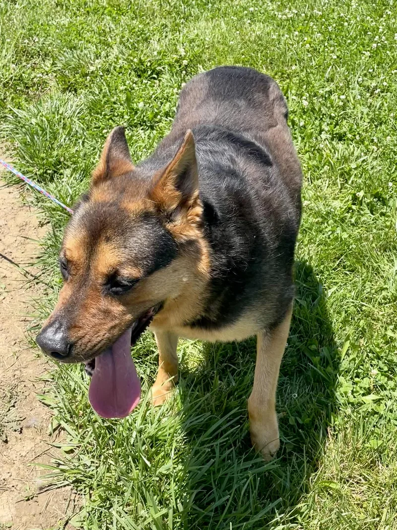 An adult large-sized male Sable German Shepherd Dog named Jet for adoption in Washington Court House, OH