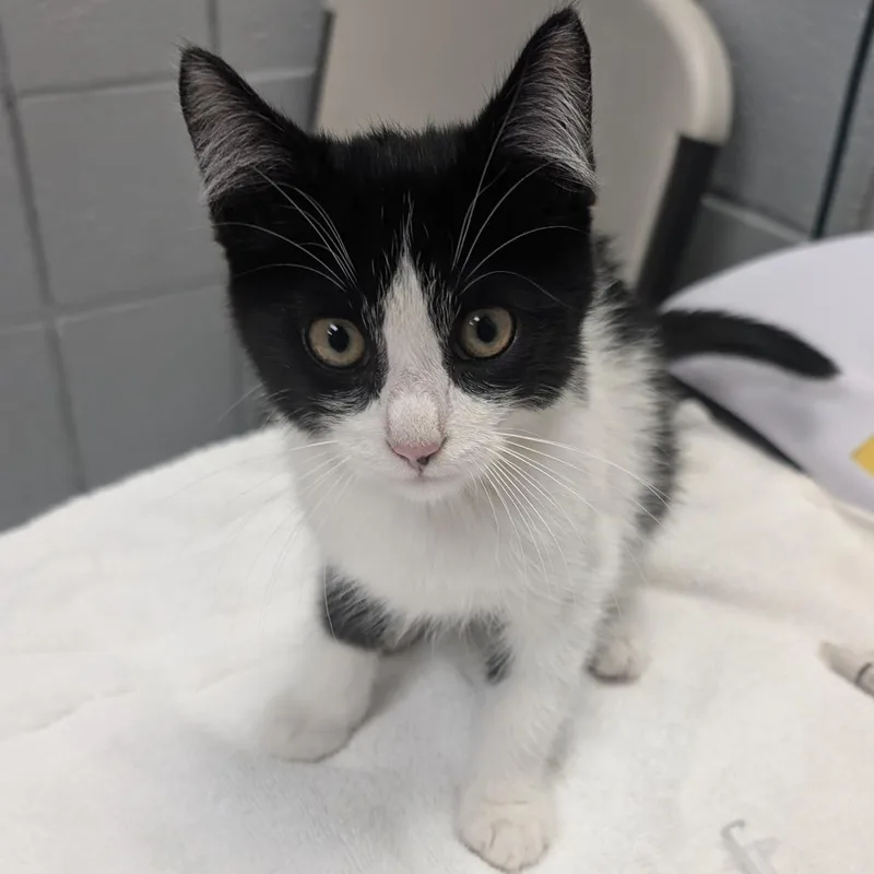 A baby small-sized male Black Domestic Short Hair cat named Lover Boy for adoption in West Olive, MI