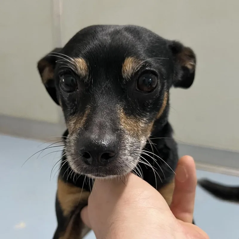 An adult small-sized male Black Miniature Pinscher dog named Whopper for adoption in Brownsboro, AL