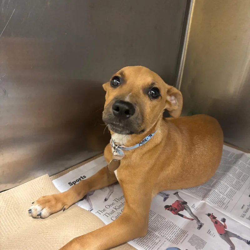 A baby small-sized male Red / Chestnut / Orange Mixed Breed dog named TX Max for adoption in Port Washington, NY
