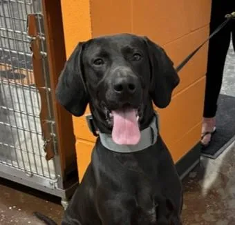 An adult medium-sized male German Shorthaired Pointer dog named Buddy for adoption in Cincinnati, OH