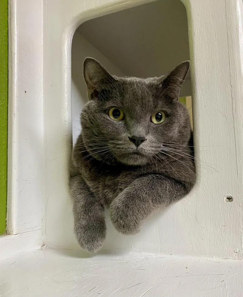 An adult large-sized male Domestic Short Hair cat named Ernie H for adoption in Fargo, ND
