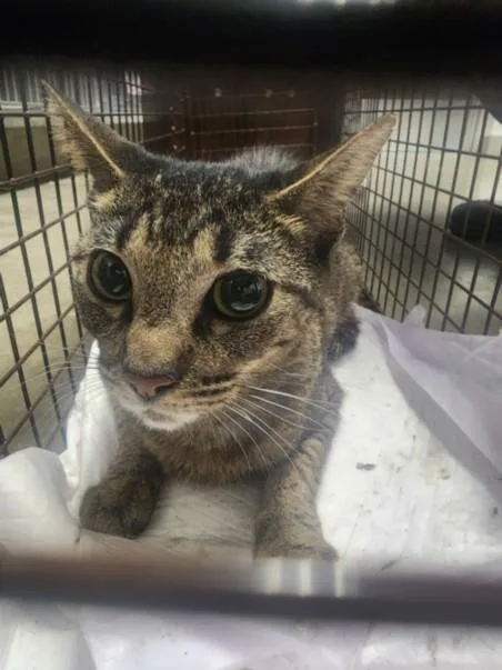 An adult large-sized male Domestic Short Hair cat named Dua Lipa for adoption in Los Angeles, CA