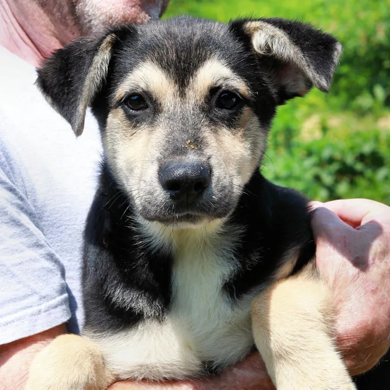 A baby large-sized male Black Shepherd dog named CT Jack for adoption in Eastford, CT