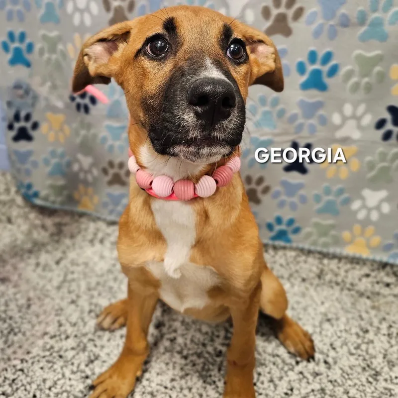Georgia