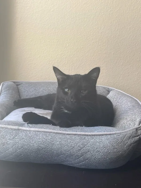 An adult medium-sized female Domestic Short Hair cat named Genevieve for adoption in Bonsall, CA
