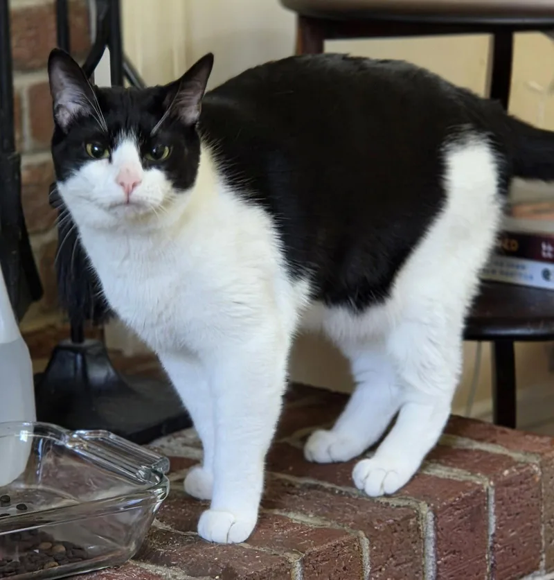 An adult medium-sized female Black & White / Tuxedo Domestic Short Hair cat named Fudge for adoption in Pittsboro, NC
