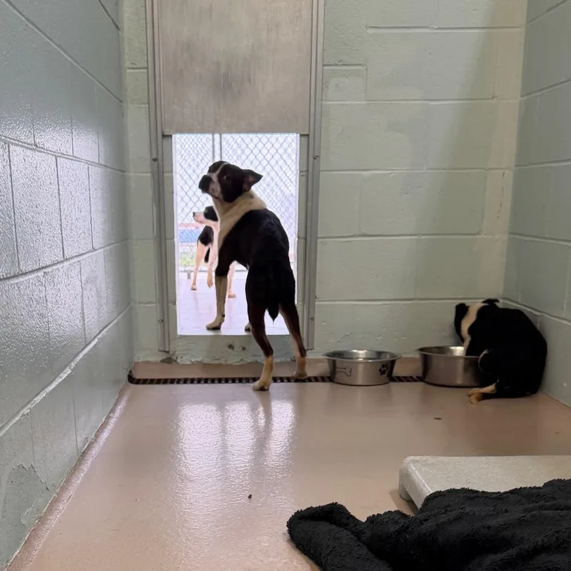 An adult medium-sized male Mixed Breed dog named Bubbles for adoption in Newark, NJ