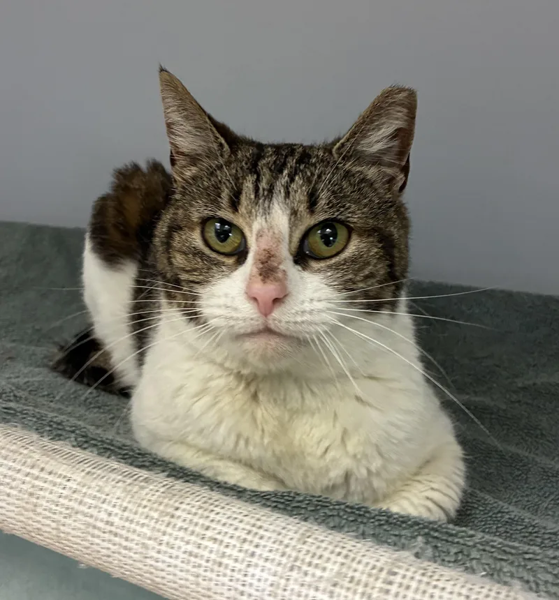 An adult medium-sized female Tabby (Tiger Striped) Domestic Short Hair cat named Red Velvet for adoption in Breinigsville, PA