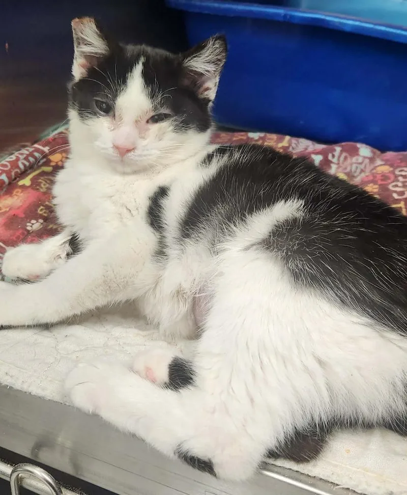 A baby medium-sized female Domestic Short Hair cat named Frito for adoption in Republic, MO