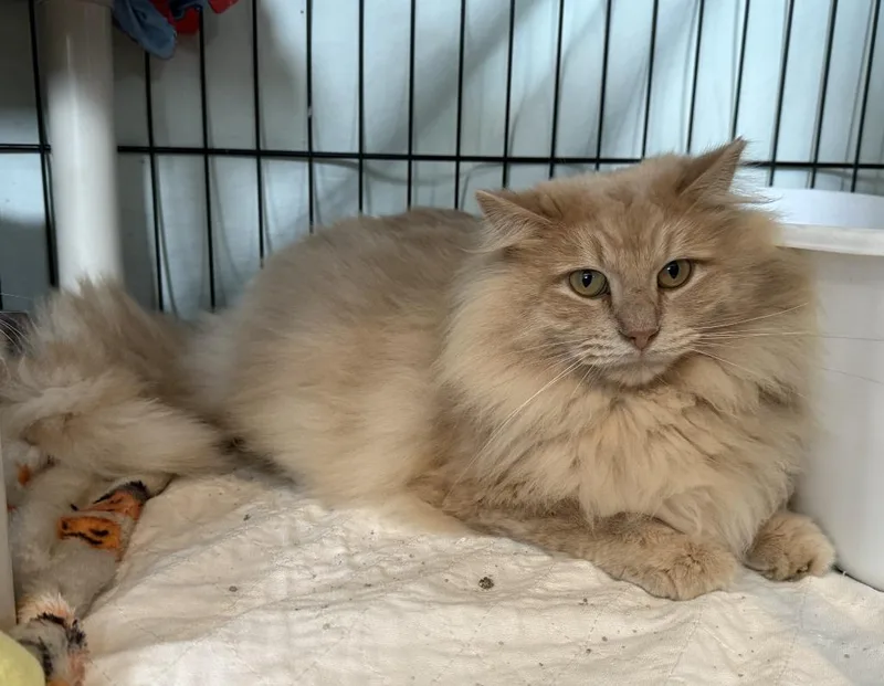 An adult large-sized male Domestic Long Hair cat named Furby for adoption in Viroqua, WI