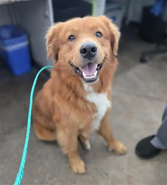An adult large-sized male Mixed Breed dog named Rover for adoption in Dallas, TX