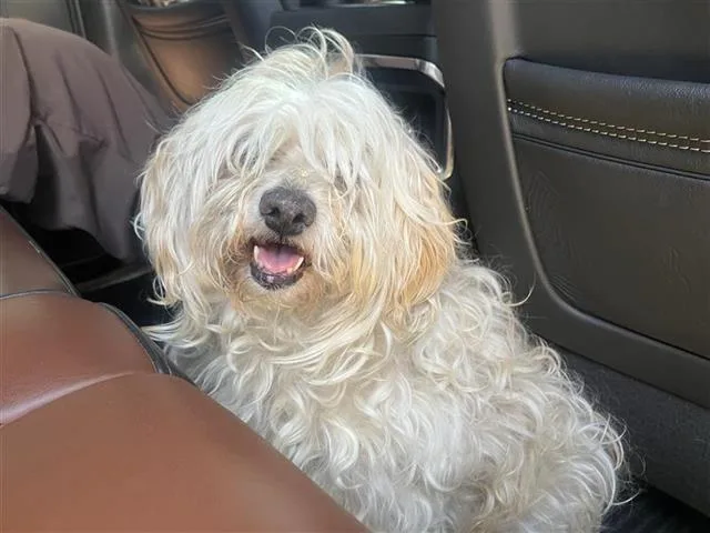 An adult small-sized female Maltese dog named Snowflake for adoption in San Antonio, TX