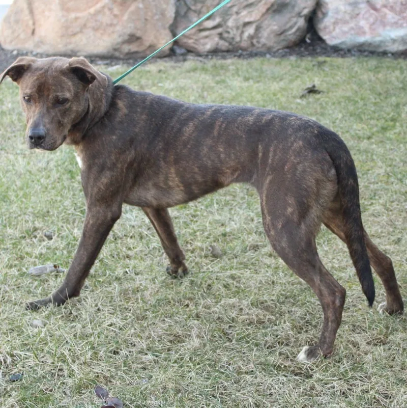 Mazakeen thumbnail 3