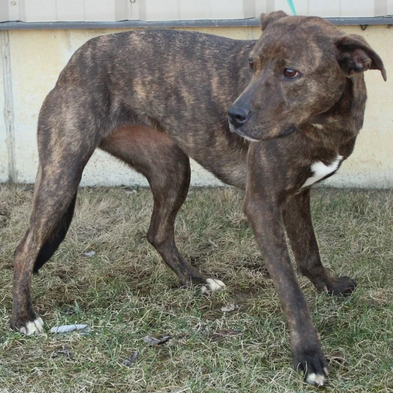 Mazakeen thumbnail 4