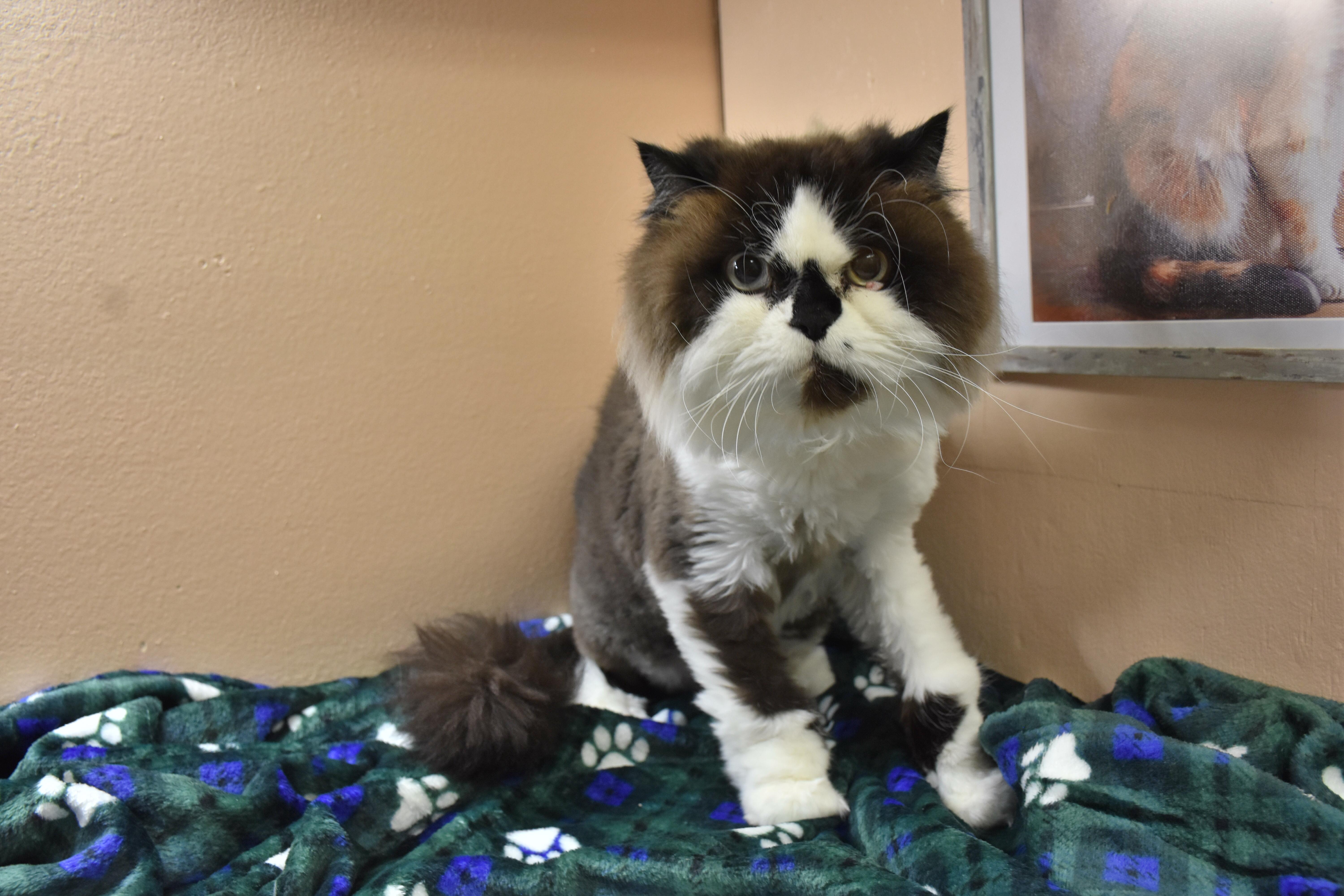 An adult medium-sized female Black & White / Tuxedo Himalayan cat named Bella for adoption in North Judson, IN