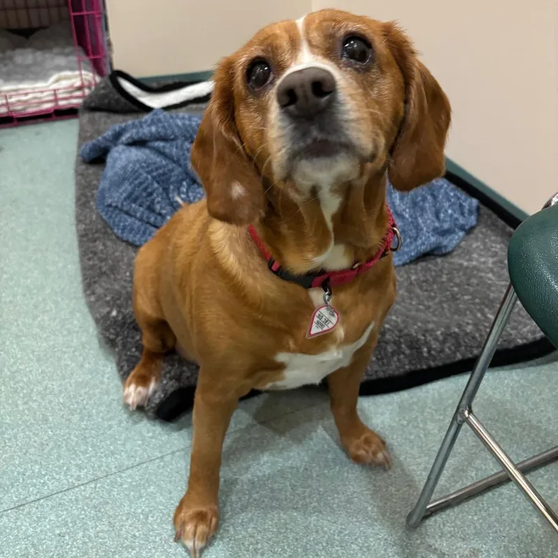 A senior medium-sized female Brown / Chocolate Beagle dog named Ava for adoption in Springfield, MA