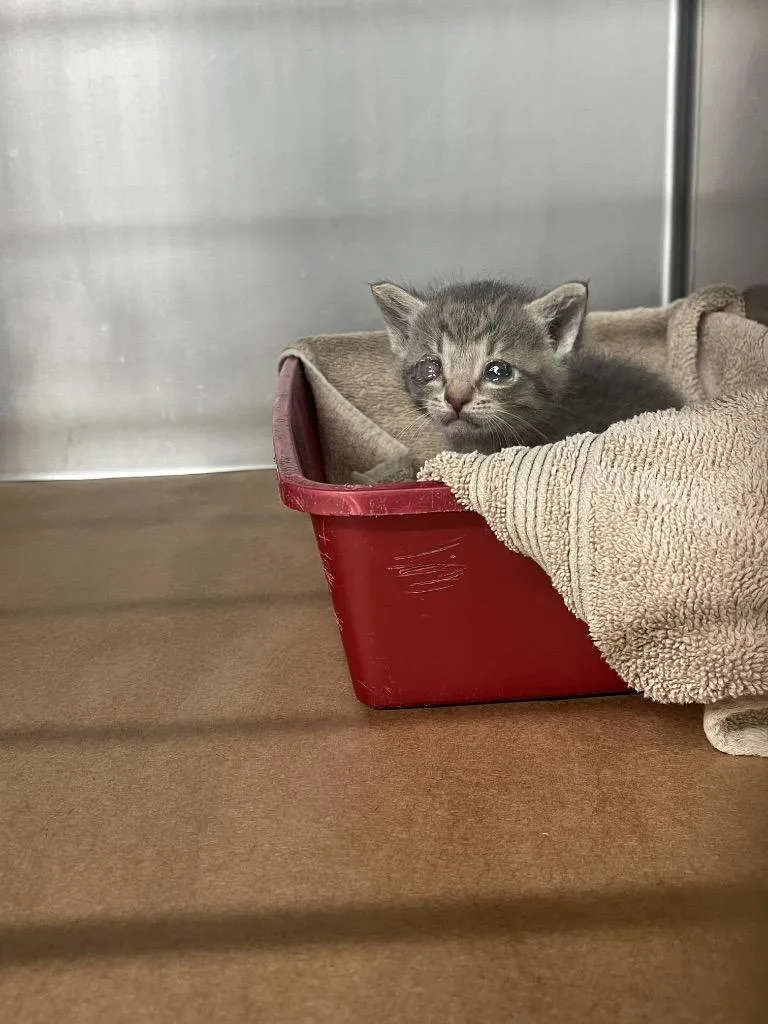 A baby large-sized female Domestic Short Hair cat named Binky for adoption in Cartersville , GA
