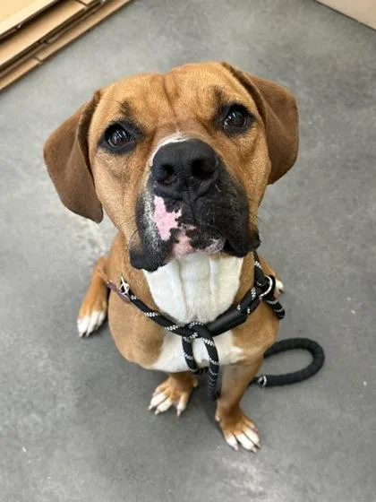An adult medium-sized male Mixed Breed dog named Frankenberry for adoption in Atlanta, GA