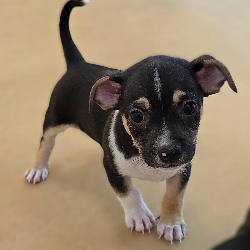 A baby small-sized male Tricolor (Brown, Black, & White) Chihuahua dog named Rascal for adoption in Boca Raton, FL
