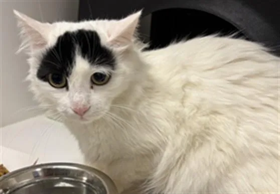 An adult medium-sized female Domestic Medium Hair cat named Snowbell for adoption in Ontario, CA