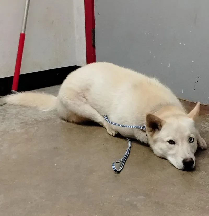 An adult large-sized male Husky dog named Yang for adoption in Lockhart, TX