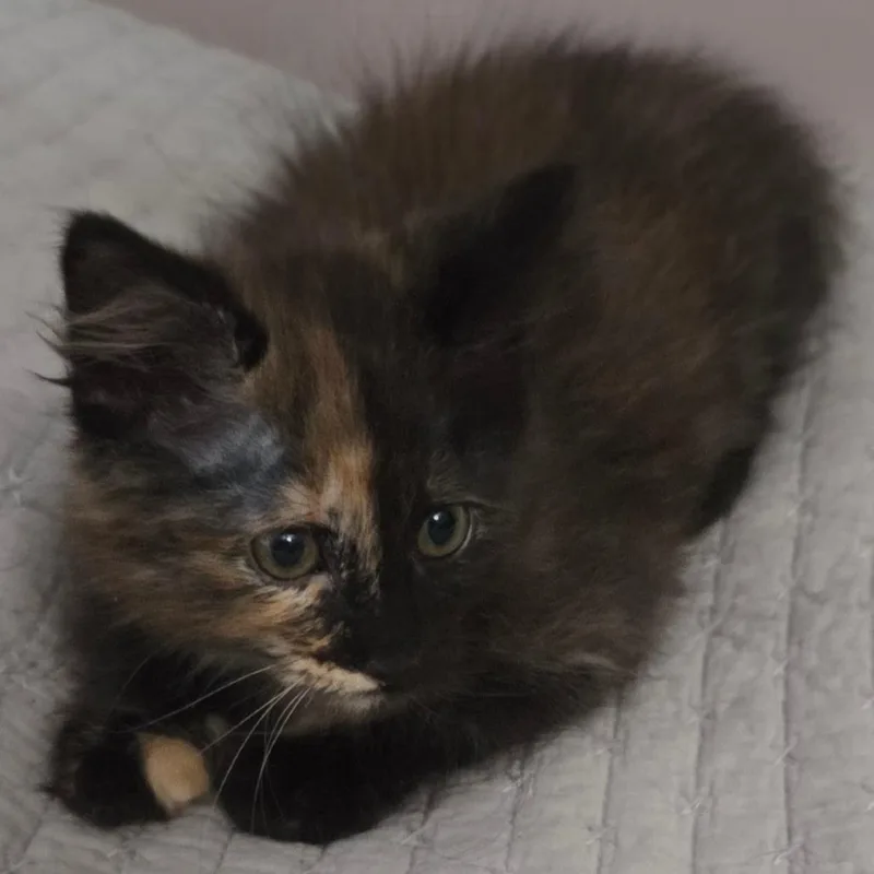 A baby small-sized female Torbie Domestic Short Hair cat named Heaven for adoption in Kansas City, MO