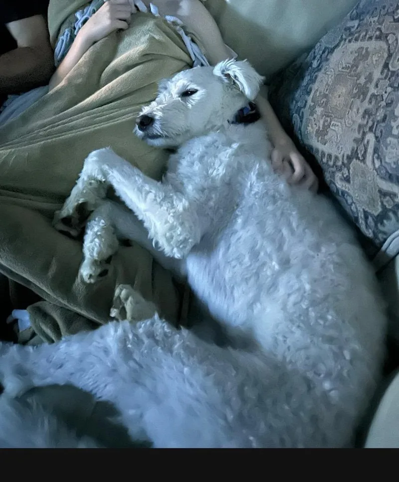 Arlo