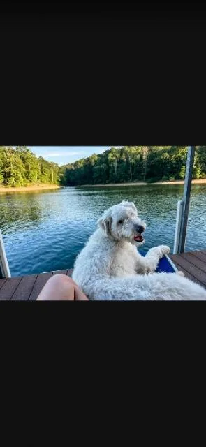Arlo thumbnail 2