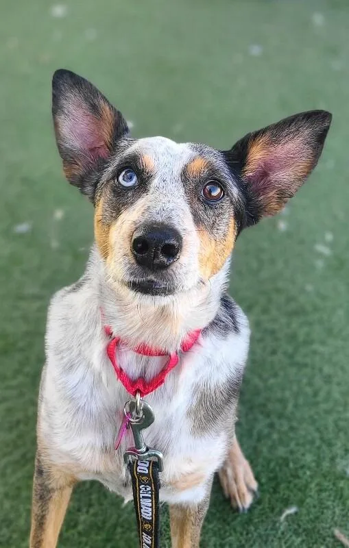 An adult medium-sized female Cattle Dog dog named Ashes for adoption in Fruit Heights, UT
