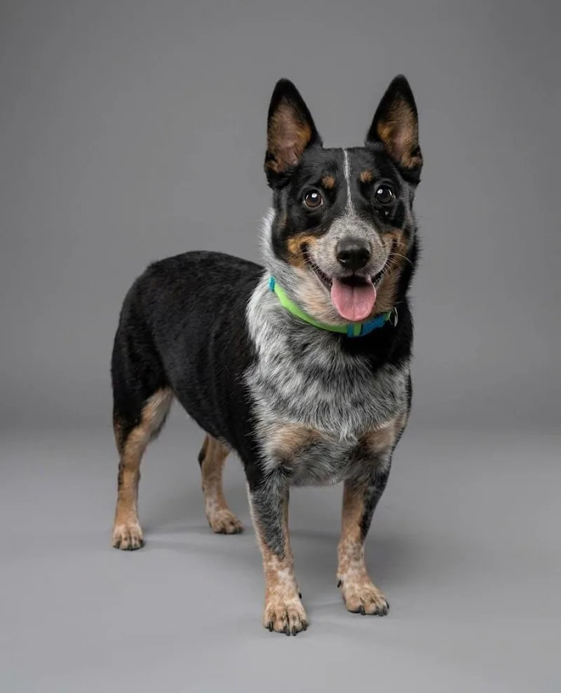 An adult medium-sized male Corgi dog named Tank for adoption in Yankton, SD