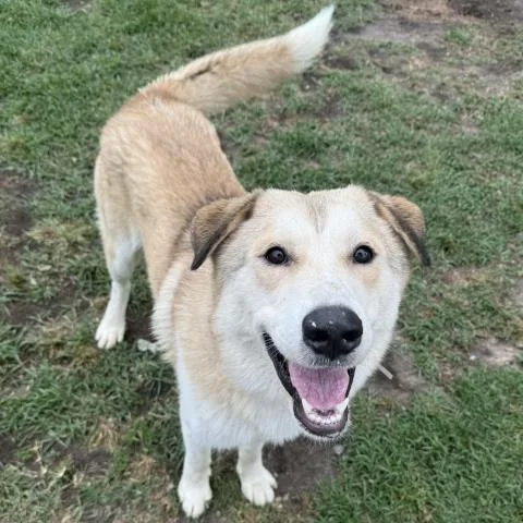 An adult medium-sized male Anatolian Shepherd dog named Ferguson for adoption in Conroe, TX