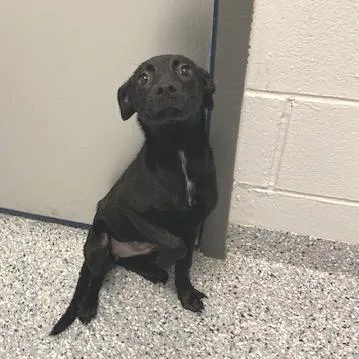 A baby small-sized female Black Labrador Retriever dog named Rue for adoption in Dayton, OH