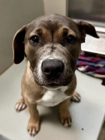 Hyacinth thumbnail 2