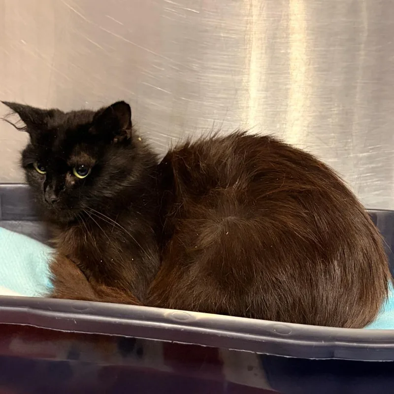 A young small-sized female Domestic Medium Hair cat named Belladona for adoption in Franklin, NC