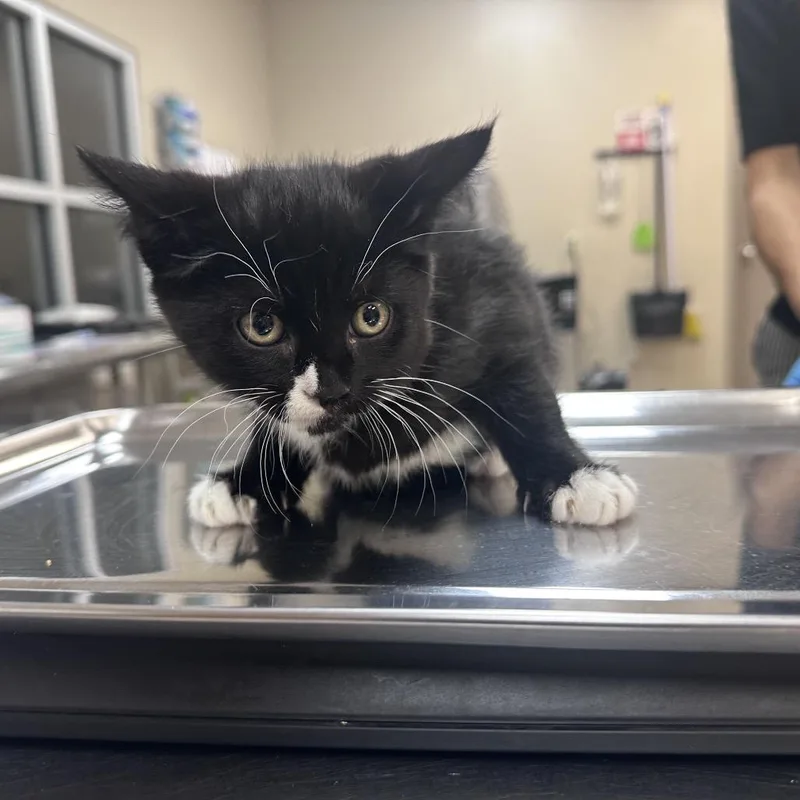A baby small-sized male Black Domestic Short Hair cat named Mr. Potato for adoption in Birmingham, AL