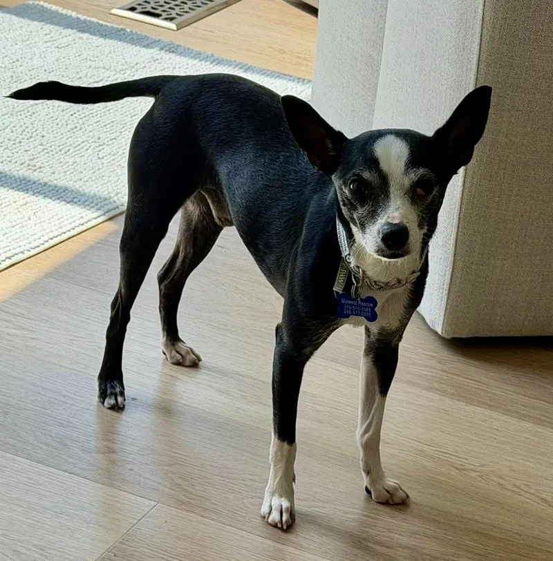 An adult small-sized male Black Chihuahua dog named Lenny for adoption in Grosse Pointe Park, MI