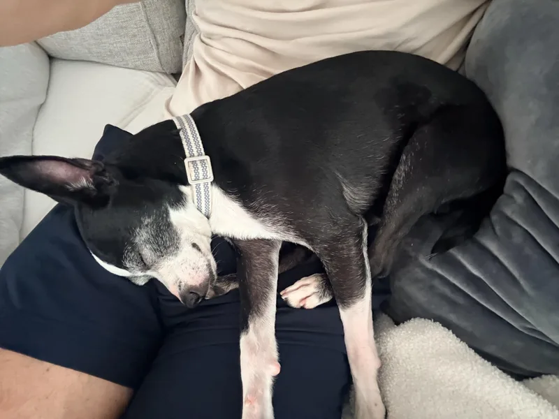 Lenny thumbnail 3