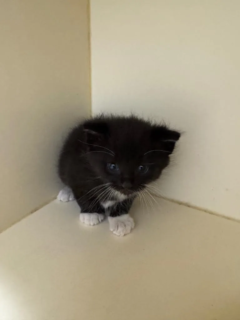 A baby medium-sized male Domestic Short Hair cat named Chip for adoption in Bloomington, IN