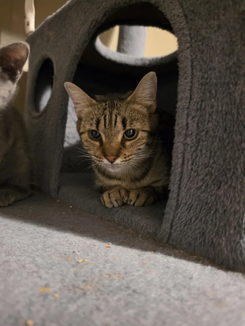 A young medium-sized female Domestic Short Hair cat named Foosball for adoption in Satellite Beach, FL