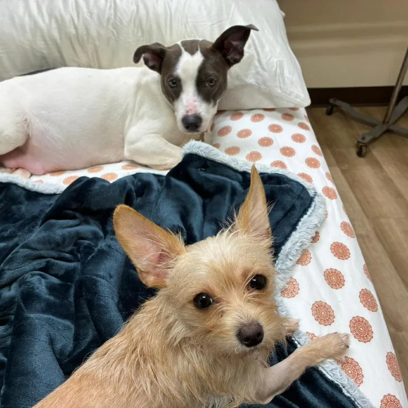 A young small-sized female Terrier dog named Sugar for adoption in Cumming, GA