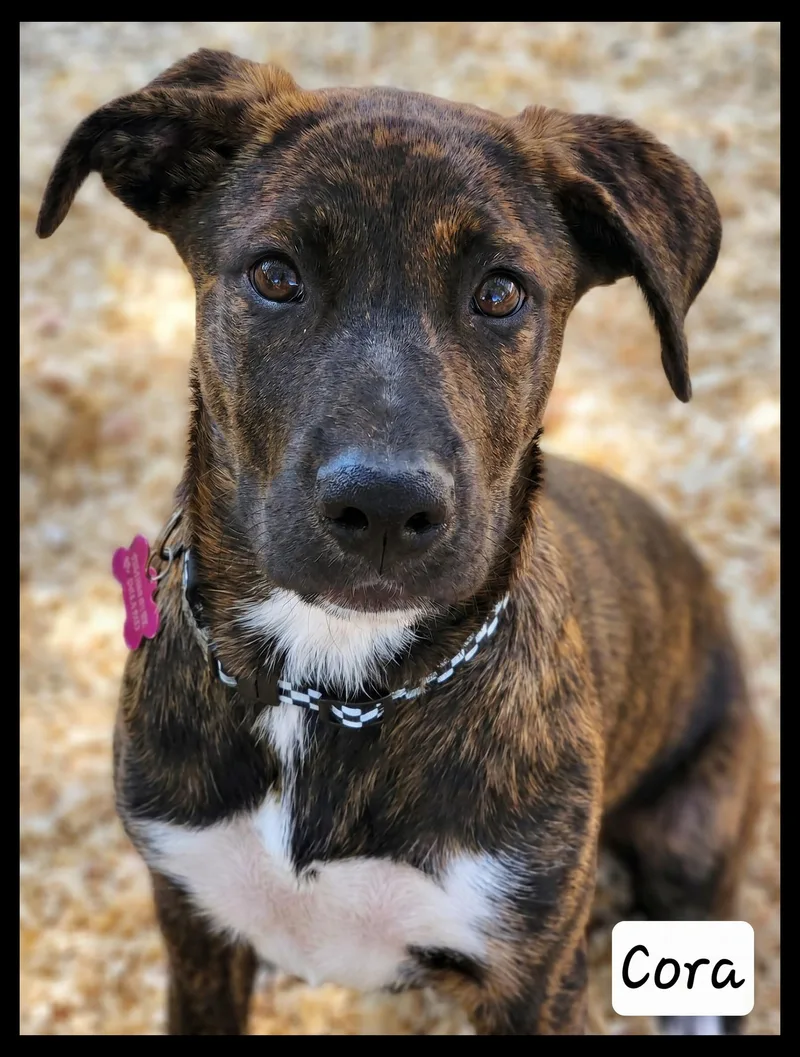A baby medium-sized female Plott Hound dog named Cora for adoption in Granbury, TX