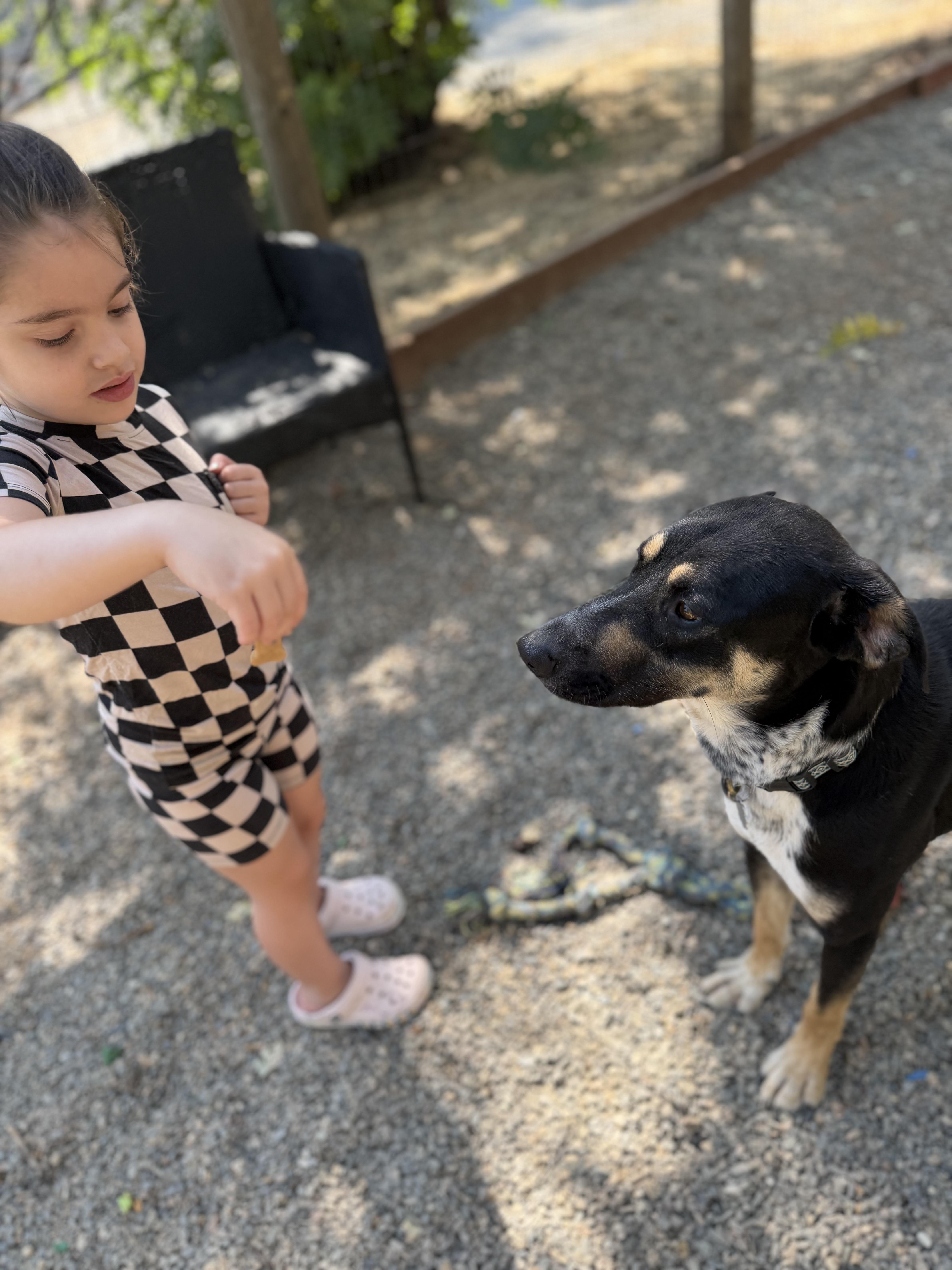 An adult large-sized male Tricolor (Brown, Black, & White) German Shepherd Dog dog named Shasta for adoption in Sonora, CA